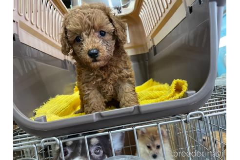 成約済の愛媛県のタイニープードル-151594の3枚目