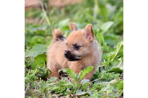 成約済の群馬県のノーリッチテリア-151593の9枚目