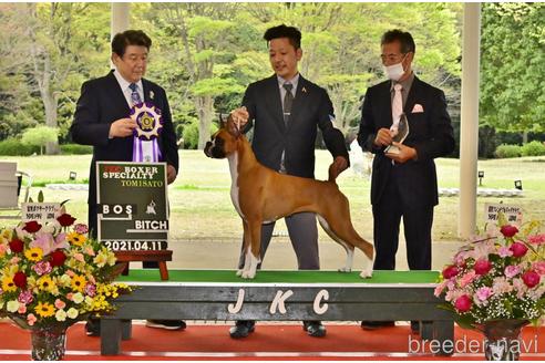 こむぎちゃん1枚目