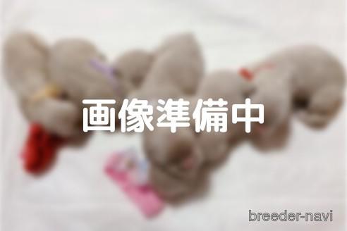 成約済の大阪府のゴールデンレトリーバー-151620の1枚目