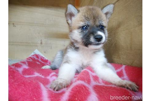 成約済の岡山県の柴犬-151645の1枚目