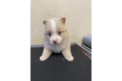 成約済の三重県のポメラニアン-151659の1枚目