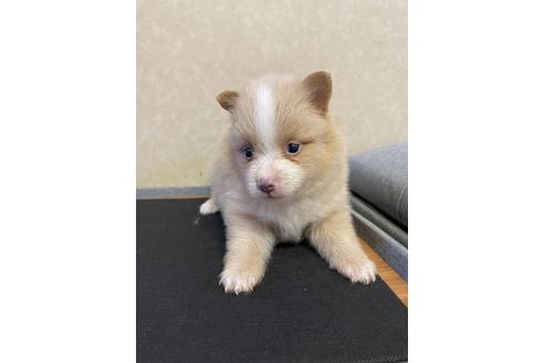 成約済の三重県のポメラニアン-151659の3枚目