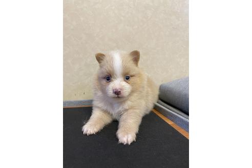 成約済の三重県のポメラニアン-151659の2枚目