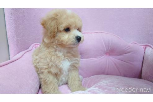 成約済の埼玉県のマルプー:マルチーズ×トイプードル-151663の3枚目