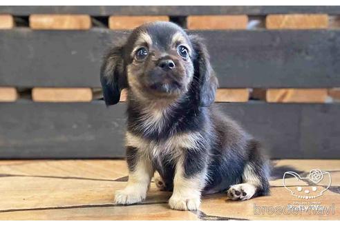 成約済の愛知県のミックス犬-151675