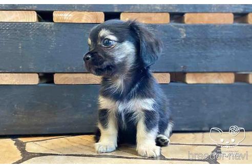 成約済の愛知県のミックス犬-151675の3枚目