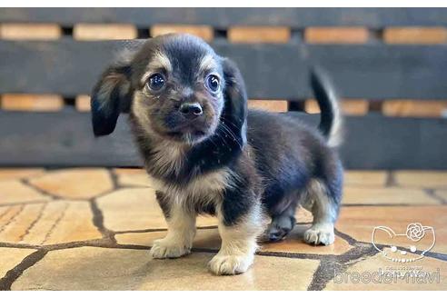 成約済の愛知県のミックス犬-151675の2枚目