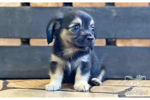 成約済の愛知県のミックス犬-151675の4枚目