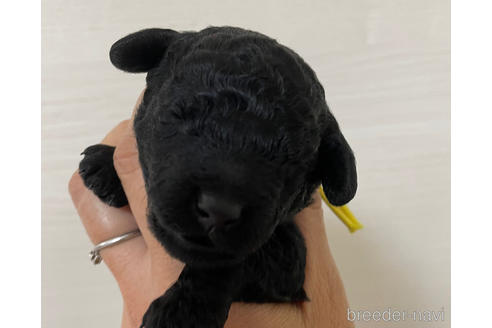 成約済の千葉県のトイプードル-149606の4枚目