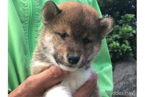 成約済の愛知県の柴犬-151685の1枚目