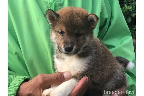 成約済の愛知県の柴犬-151685の5枚目