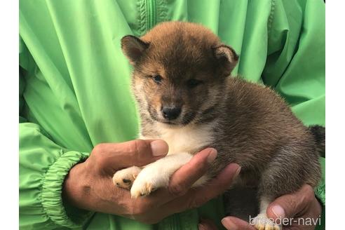 成約済の愛知県の柴犬-151685の4枚目