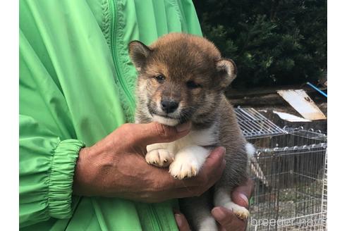 成約済の愛知県の柴犬-151685の3枚目