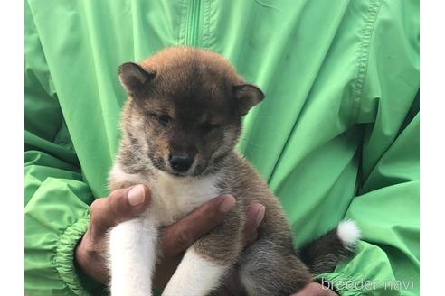 成約済の愛知県の柴犬-151685の2枚目