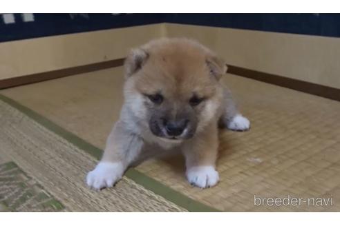 成約済の佐賀県の豆柴-151689