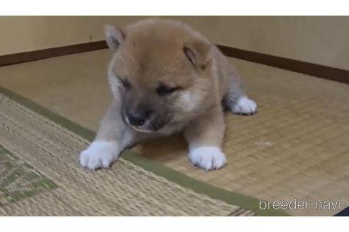 成約済の佐賀県の豆柴-151689の2枚目