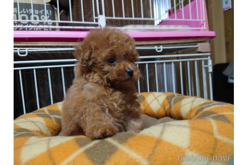 成約済の広島県のティーカッププードル-150260の11枚目