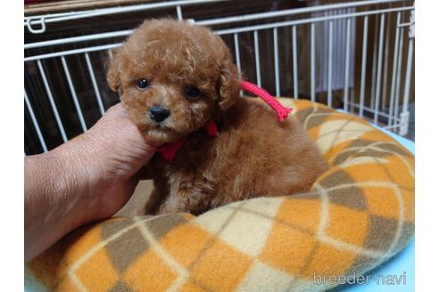 成約済の広島県のティーカッププードル-150262の20枚目