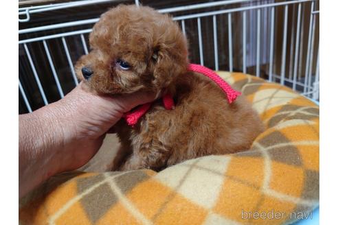 成約済の広島県のティーカッププードル-150262の18枚目