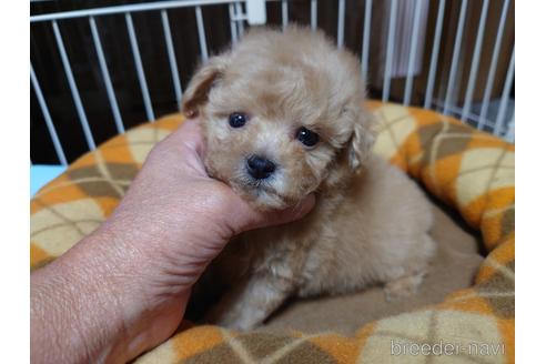 成約済の広島県のティーカッププードル-150263の22枚目
