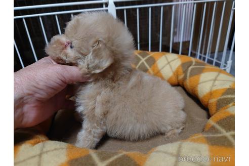 成約済の広島県のティーカッププードル-150263の19枚目