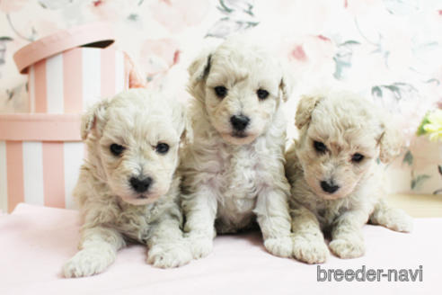 成約済の東京都のトイプードル-151735の1枚目