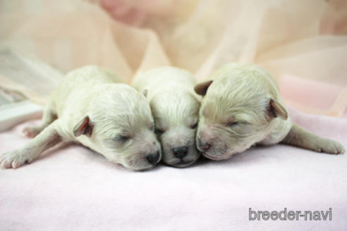 成約済の東京都のトイプードル-151735の4枚目