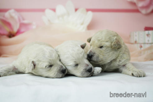 成約済の東京都のトイプードル-151735の5枚目