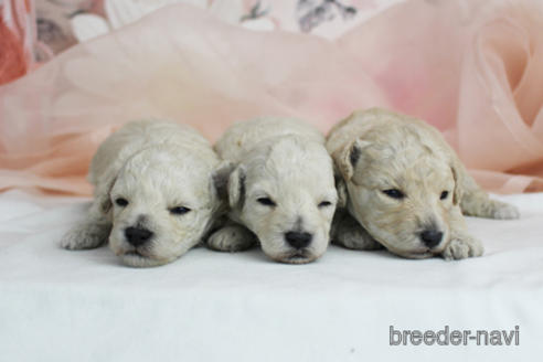 成約済の東京都のトイプードル-151735の2枚目