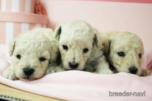 成約済の東京都のトイプードル-151735の3枚目