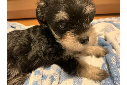 成約済の山口県のミックス犬-146863の1枚目