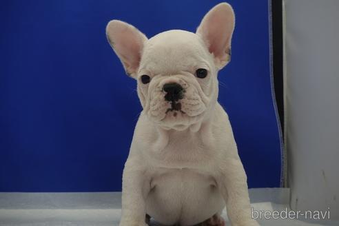 成約済の愛知県のフレンチブルドッグ-147775の3枚目