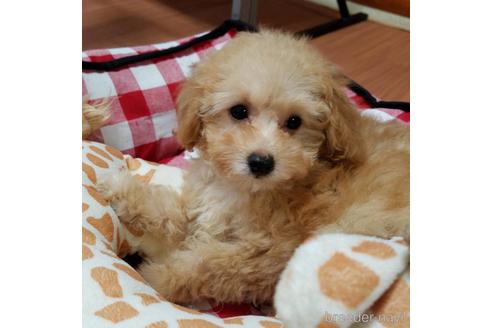成約済の千葉県のティーカッププードル-151777の5枚目