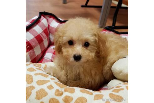 成約済の千葉県のティーカッププードル-151777の4枚目