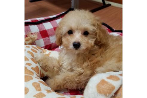 成約済の千葉県のティーカッププードル-151777の3枚目