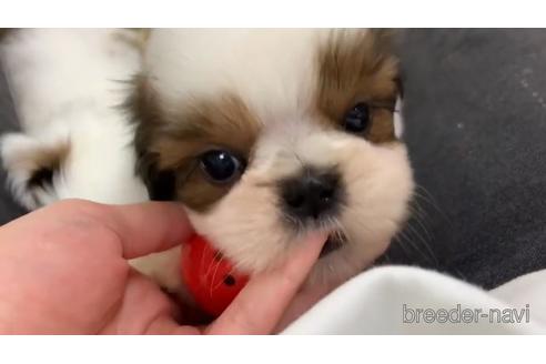 成約済の東京都のシーズー-151778の1枚目