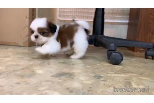 成約済の東京都のシーズー-151778の4枚目