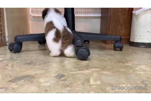 成約済の東京都のシーズー-151778の3枚目