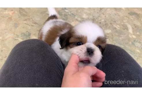 成約済の東京都のシーズー-151778の2枚目