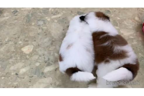 成約済の東京都のシーズー-151781の3枚目