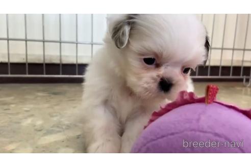 成約済の東京都のシーズー-151781の2枚目