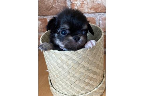 子犬