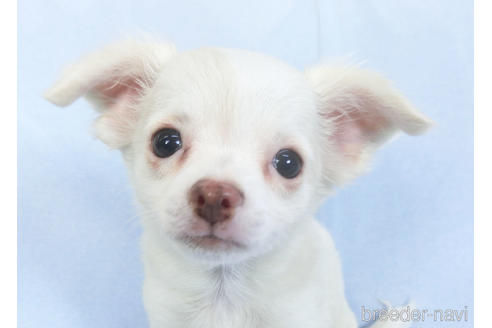 成約済の千葉県のチワワ(ロングコート)-147860の1枚目