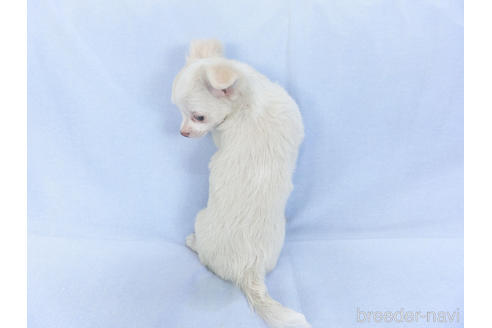 成約済の千葉県のチワワ(ロングコート)-147860の4枚目