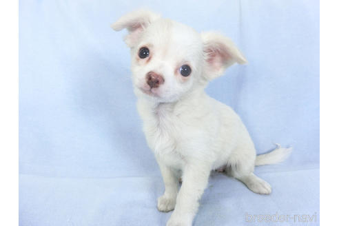 成約済の千葉県のチワワ(ロングコート)-147860の3枚目