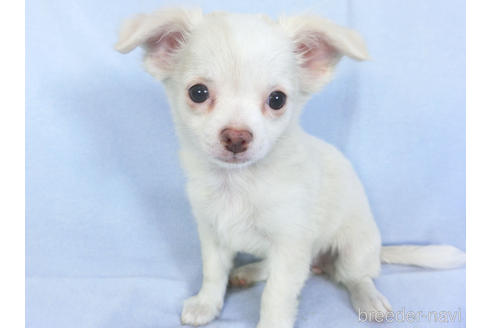 成約済の千葉県のチワワ(ロングコート)-147860の2枚目