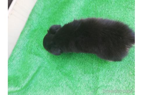 成約済の兵庫県のチワワ(ロングコート)-151816の5枚目