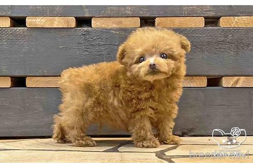 成約済の愛知県のタイニープードル-151741の3枚目