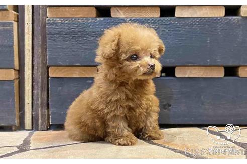 成約済の愛知県のタイニープードル-151741の4枚目